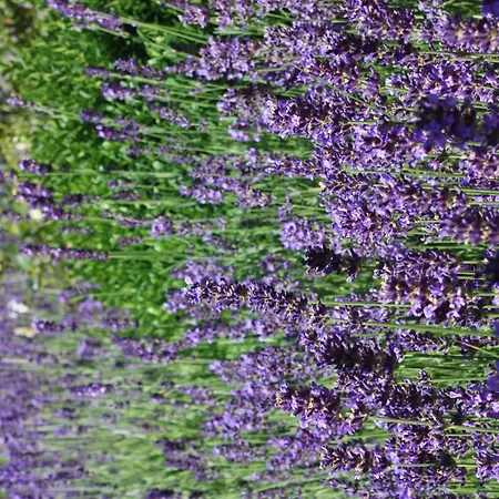 Wohlfuehloase Fuer Natur- Und Gartenliebhaber By Interhome