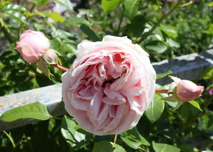 Wohlfuehloase Fuer Natur- Und Gartenliebhaber By Interhome Appartement *